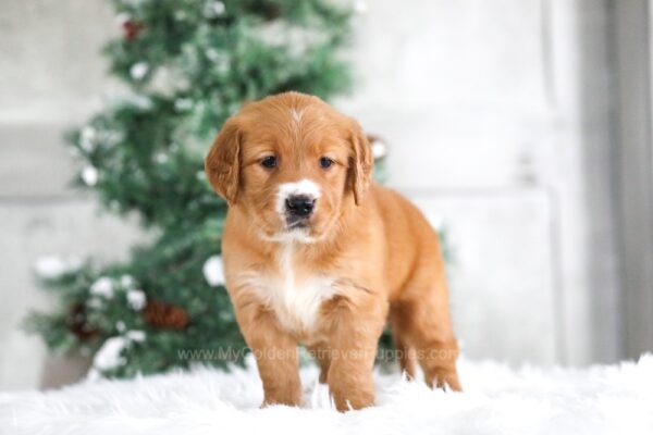 Image of Trixie, a Golden Retriever puppy