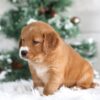 Image of Trixie, a Golden Retriever puppy