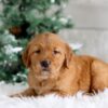 Image of Tucker, a Golden Retriever puppy