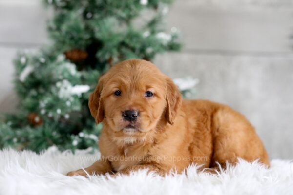 Image of Tucker, a Golden Retriever puppy