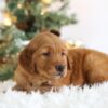 Image of Tucker, a Golden Retriever puppy