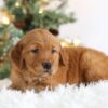 Image of Tucker, a Golden Retriever puppy