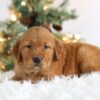 Image of Tucker, a Golden Retriever puppy