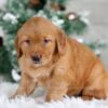 Image of Tucker, a Golden Retriever puppy