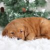 Image of Tucker, a Golden Retriever puppy