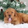 Image of Tucker, a Golden Retriever puppy