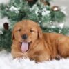 Image of Tucker, a Golden Retriever puppy