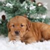 Image of Tucker, a Golden Retriever puppy