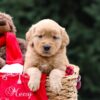 Image of Ulyssa, a Golden Retriever puppy