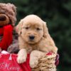 Image of Ulyssa, a Golden Retriever puppy