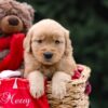 Image of Ulyssa, a Golden Retriever puppy