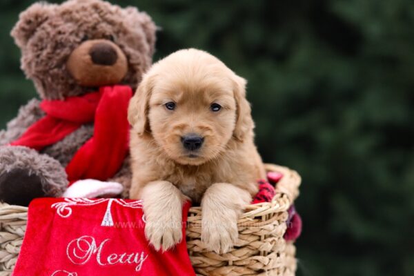 Image of Ulyssa, a Golden Retriever puppy