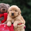 Image of Ulysses, a Golden Retriever puppy