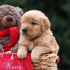 Image of Ulysses, a Golden Retriever puppy