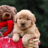 Image of Ulysses, a Golden Retriever puppy