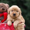 Image of Ulysses, a Golden Retriever puppy