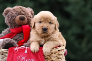 Image of Ulysses, a Golden Retriever puppy