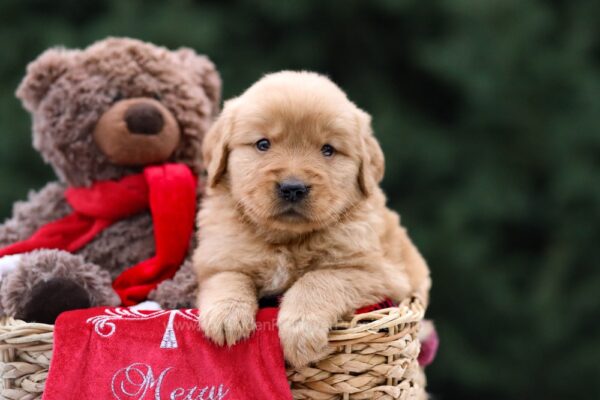 Image of Ulysses, a Golden Retriever puppy