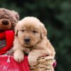 Image of Ulysses, a Golden Retriever puppy