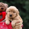 Image of Ulysses, a Golden Retriever puppy