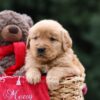 Image of Ulysses, a Golden Retriever puppy