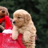 Image of Unity, a Golden Retriever puppy