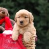 Image of Unity, a Golden Retriever puppy