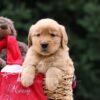 Image of Unity, a Golden Retriever puppy