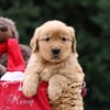 Image of Unity, a Golden Retriever puppy