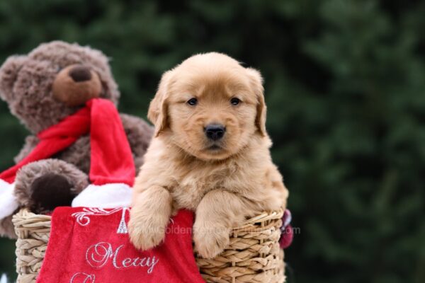 Image of Unity, a Golden Retriever puppy