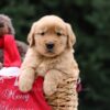 Image of Unity, a Golden Retriever puppy