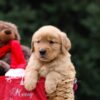 Image of Unity, a Golden Retriever puppy