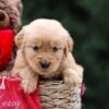 Image of Urbana, a Golden Retriever puppy