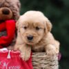 Image of Urbana, a Golden Retriever puppy