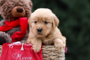 Image of Urbana, a Golden Retriever puppy