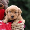 Image of Ursula, a Golden Retriever puppy