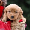 Image of Ursula, a Golden Retriever puppy