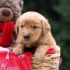 Image of Ursula, a Golden Retriever puppy