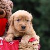 Image of Ursula, a Golden Retriever puppy