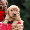 Image of Ursula, a Golden Retriever puppy