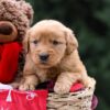 Image of Ursula, a Golden Retriever puppy