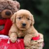 Image of Ursula, a Golden Retriever puppy