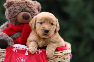 Image of Ursula, a Golden Retriever puppy