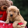 Image of Ursula, a Golden Retriever puppy