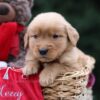 Image of Urwin, a Golden Retriever puppy