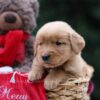 Image of Urwin, a Golden Retriever puppy