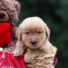 Image of Urwin, a Golden Retriever puppy