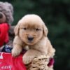 Image of Urwin, a Golden Retriever puppy