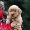 Image of Urwin, a Golden Retriever puppy