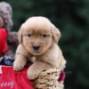 Image of Urwin, a Golden Retriever puppy